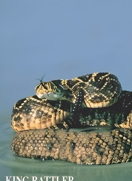 شاه مار زنگی