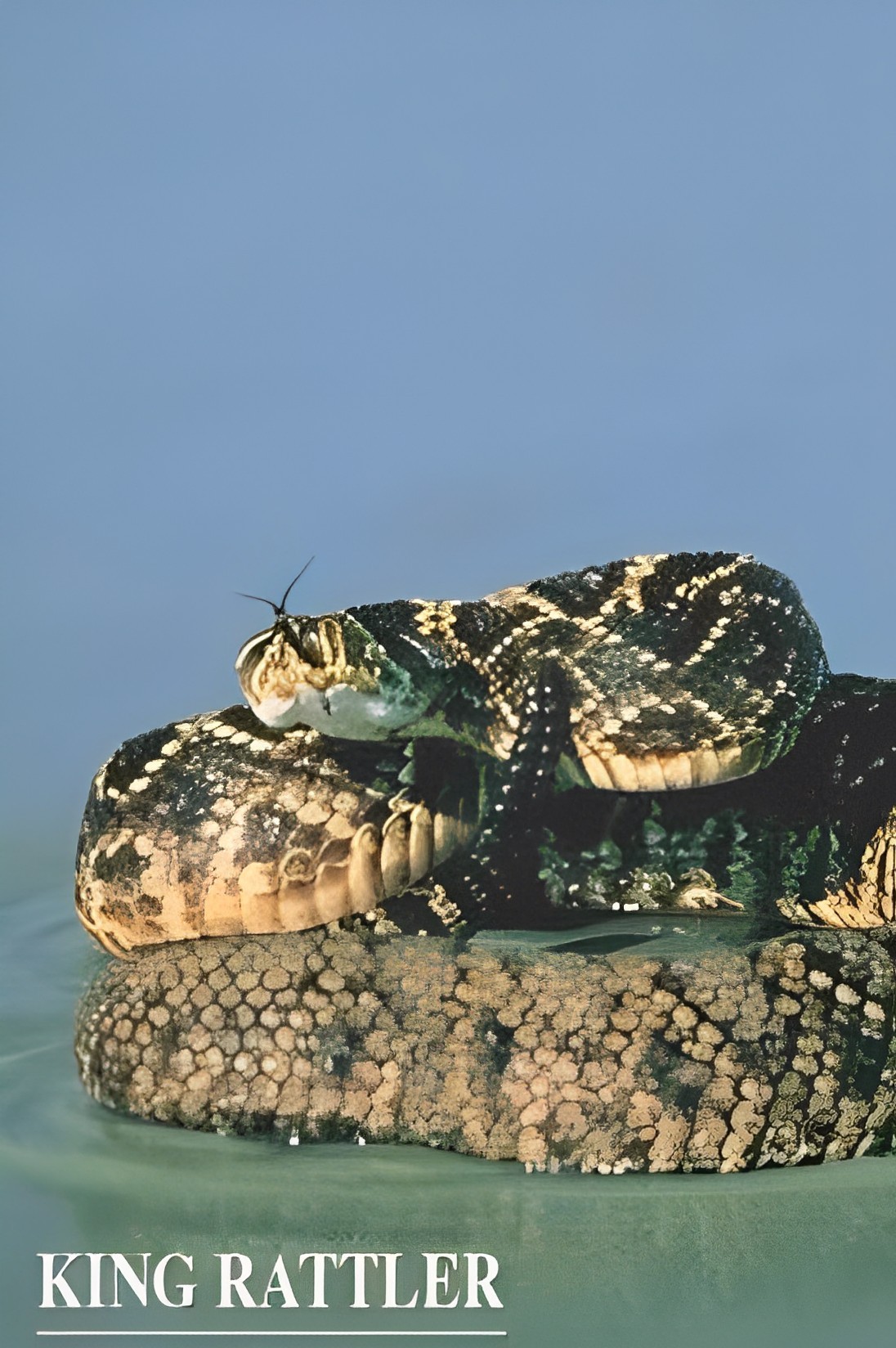 شاه مار زنگی