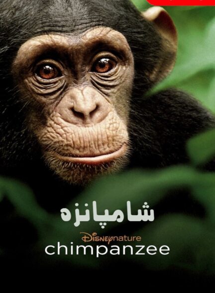 شامپانزه