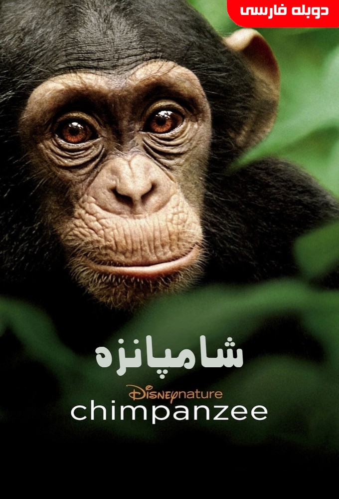شامپانزه