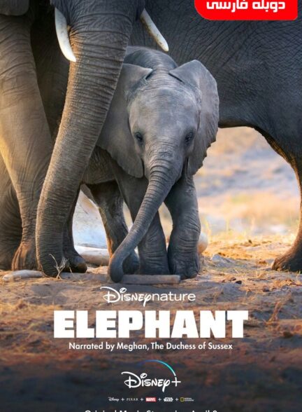 فیل