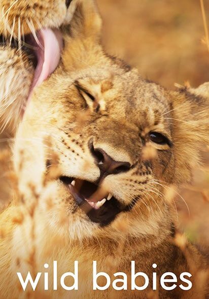 بچه های حیات وحش