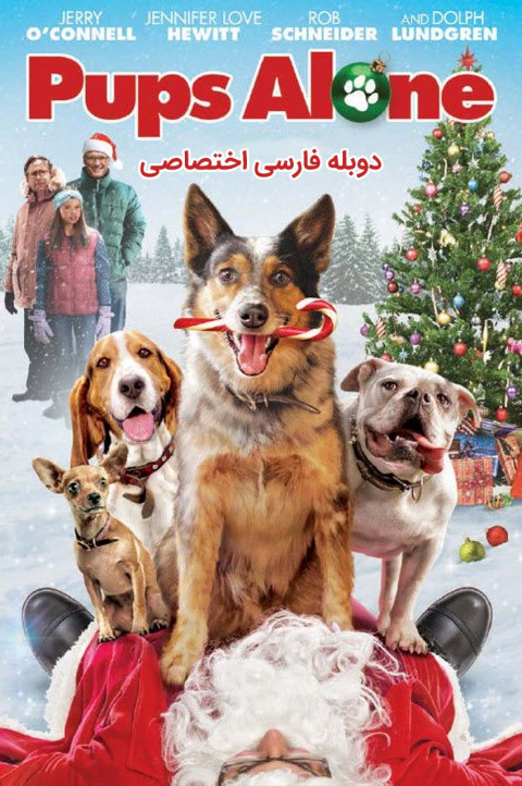 تنها در خانه سگی